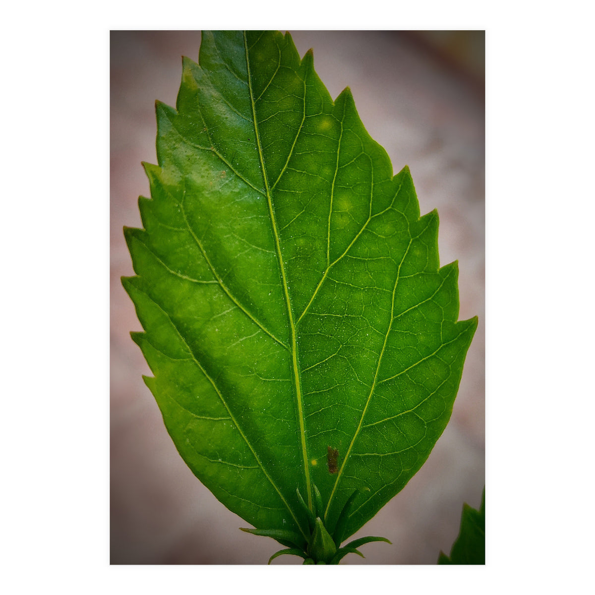 Hibiscus Plant Petal (Print Only)