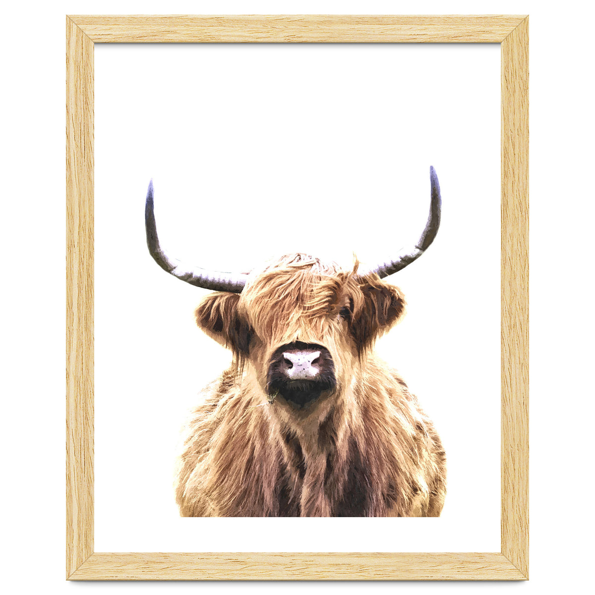 Highland Cow Portrait
