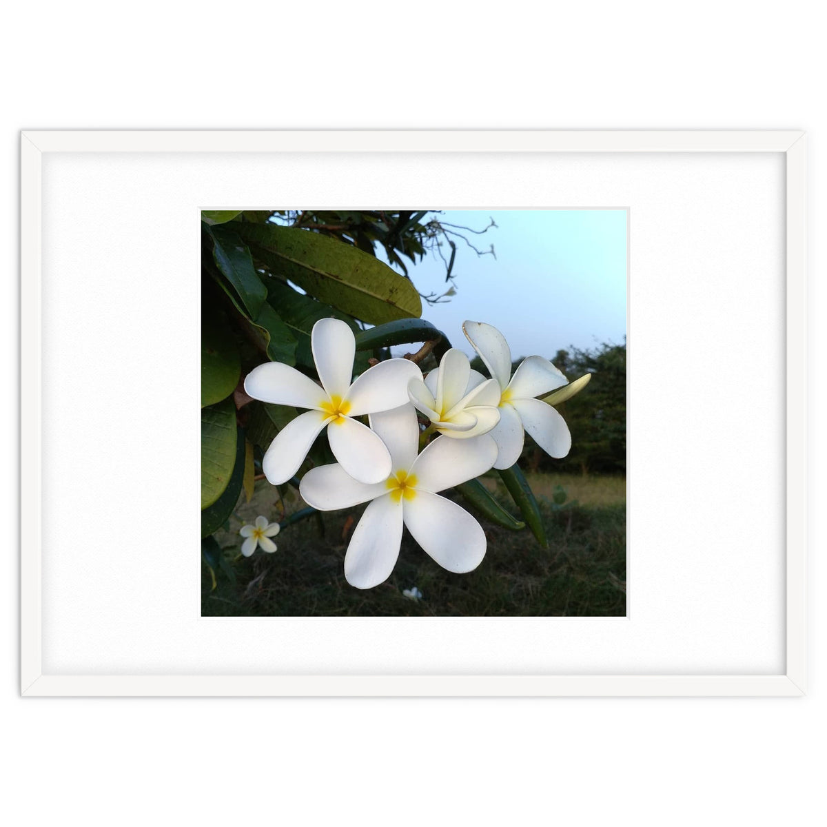 Frangipani