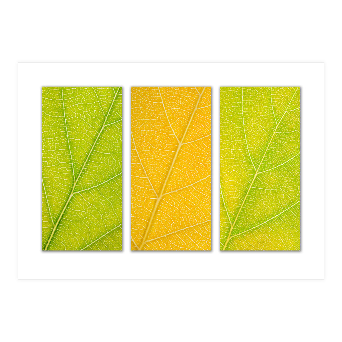 Autumn Leaves (Print Only)