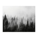 Black and White Forest (Print Only) thumbnail