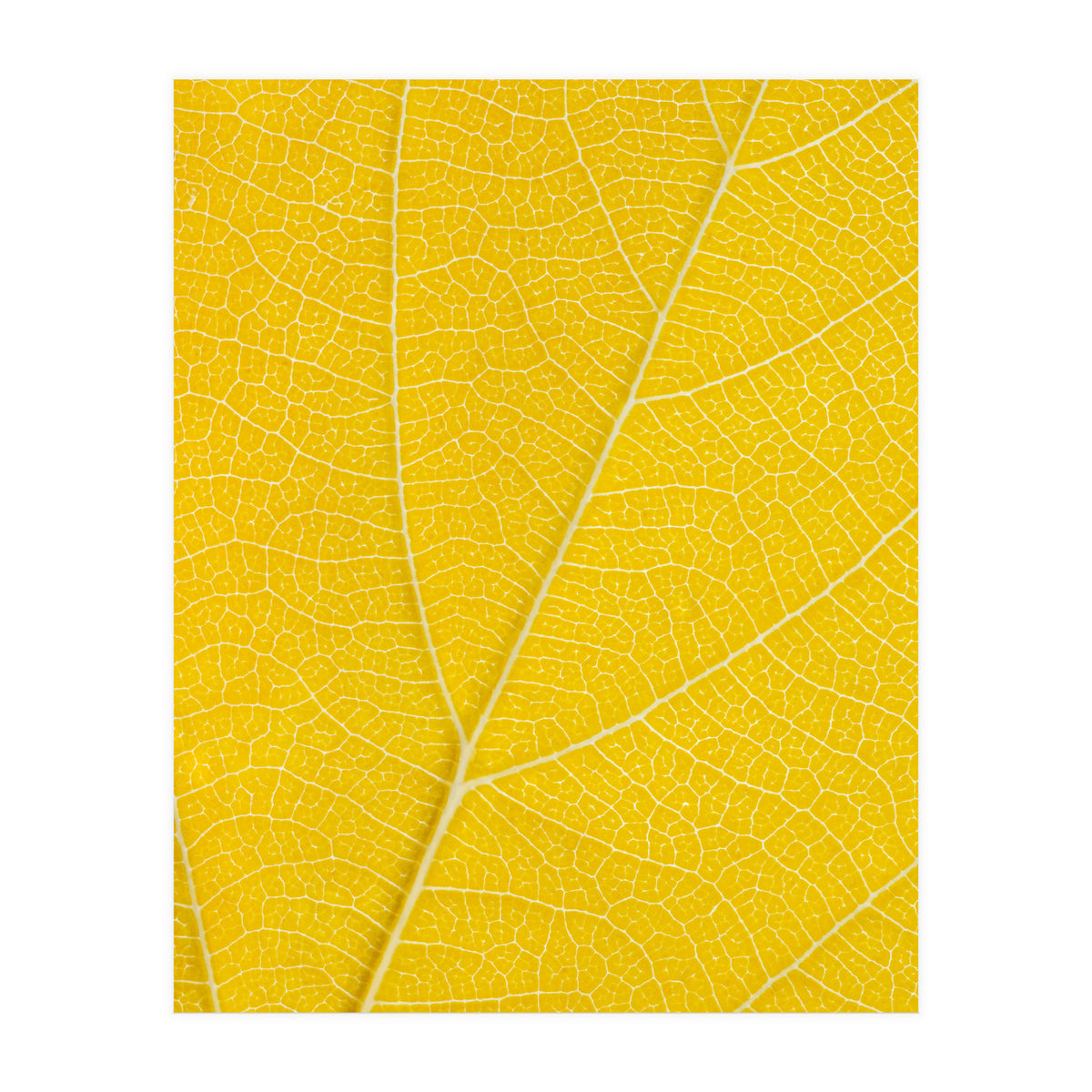 Autumn Leaf (Print Only)