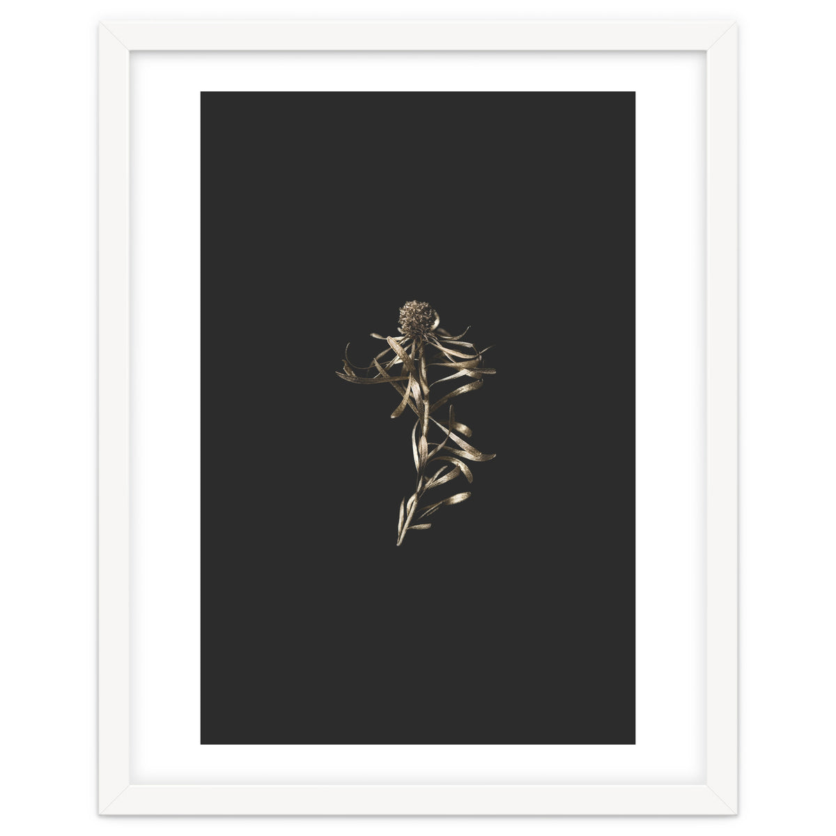 Magical Golden Fynbos