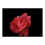Coral Rose (Print Only) thumbnail