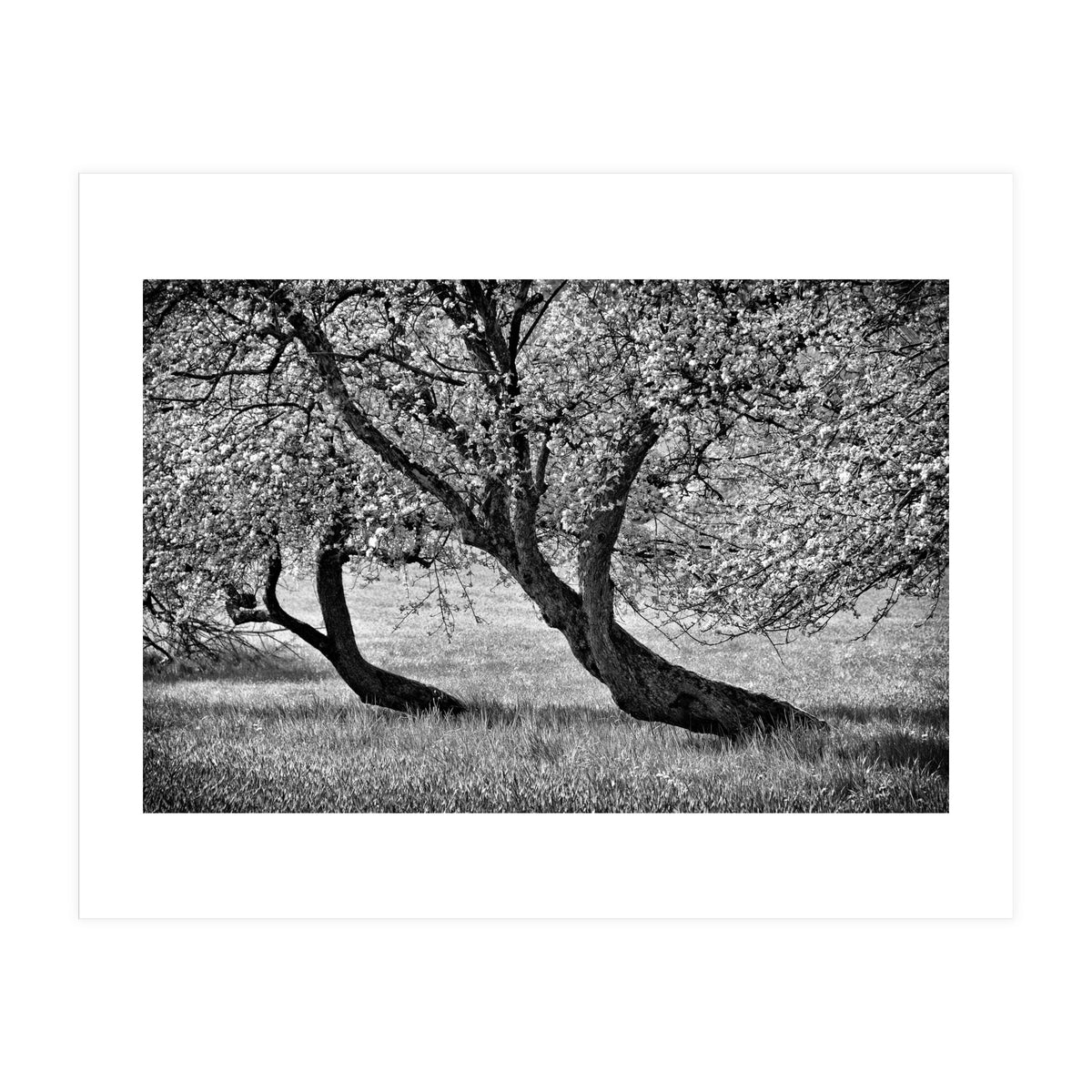 Bend over (Print Only)