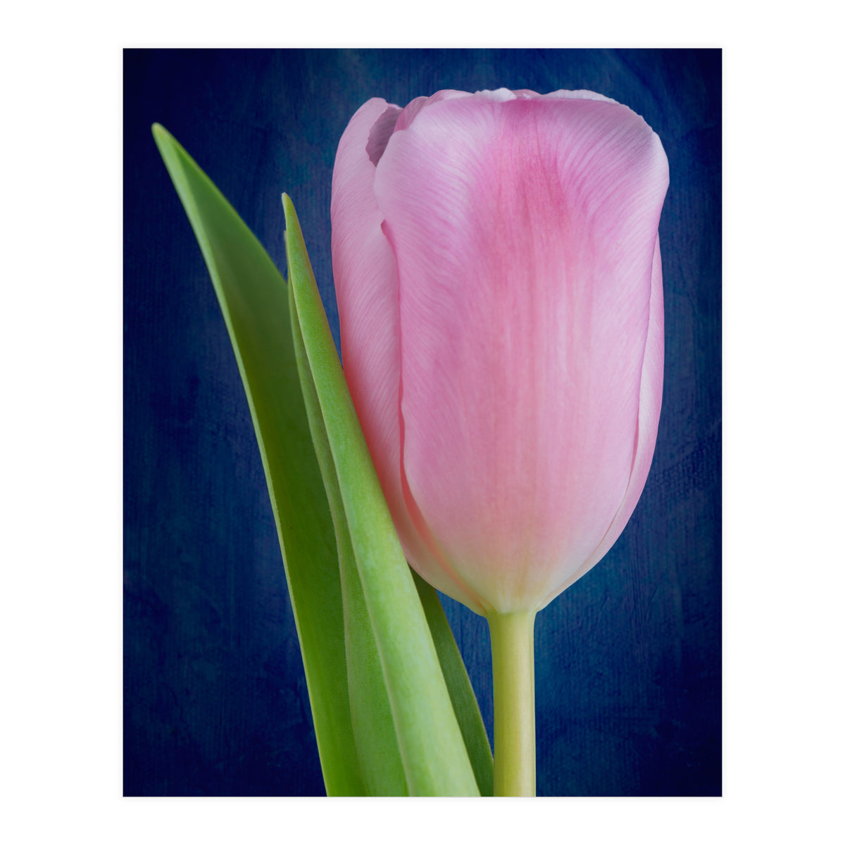 Tulip (Print Only)
