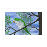 Quaker parrot (Print Only) thumbnail