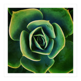 DARKSIDE OF SUCCULENTS XIII (Print Only) thumbnail