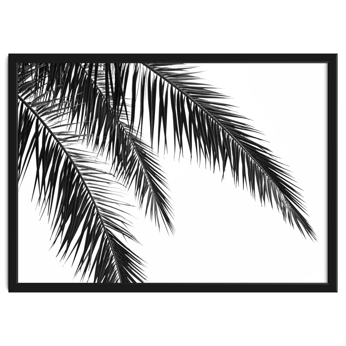 Palm Leaves