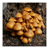 Tree Fungi  (Print Only) thumbnail