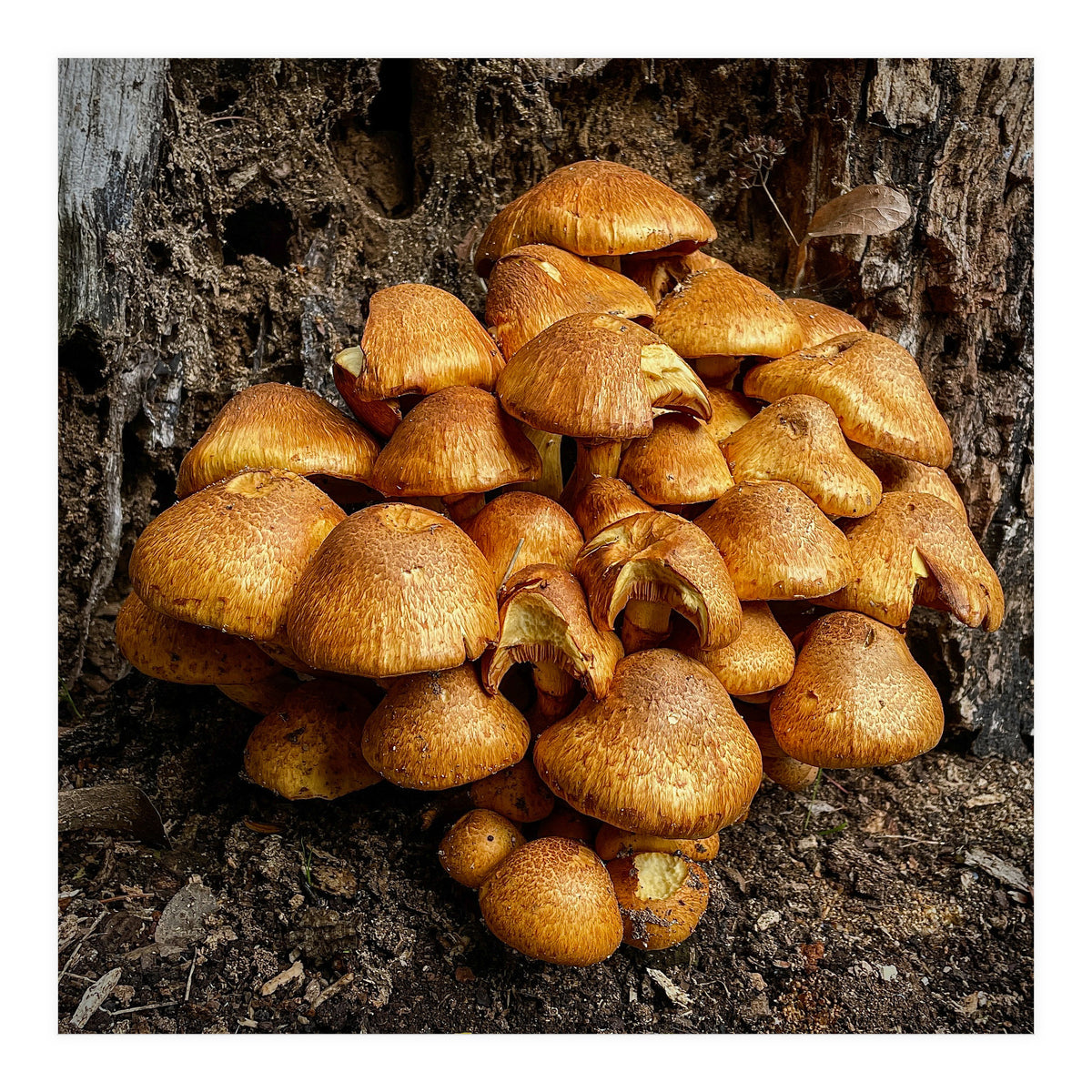 Tree Fungi  (Print Only)