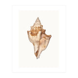 Cc Shell 01 (Print Only) thumbnail