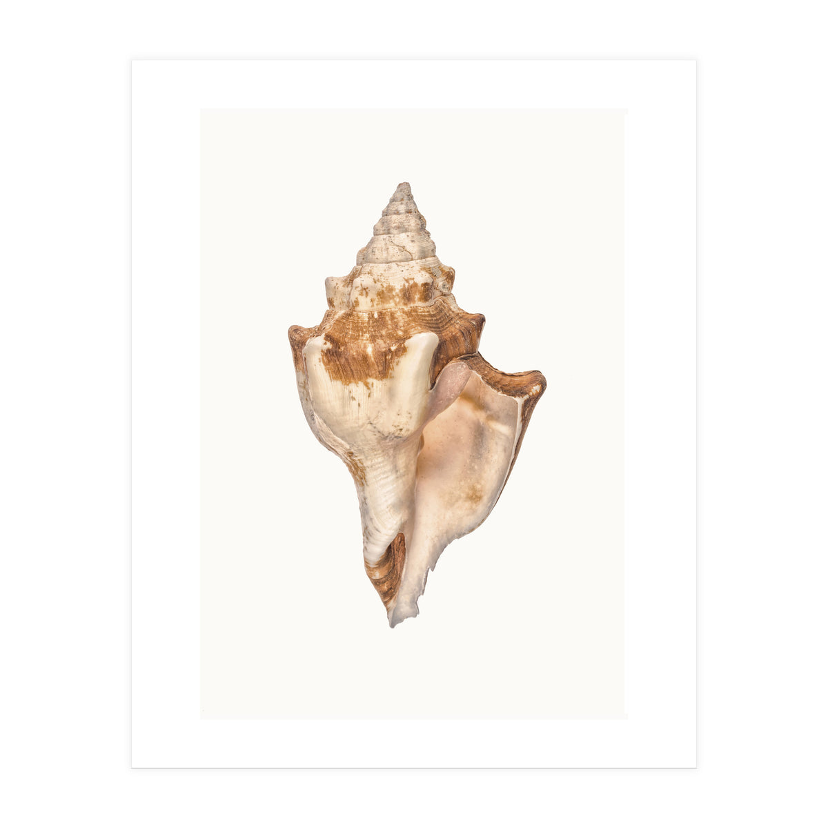 Cc Shell 01 (Print Only)