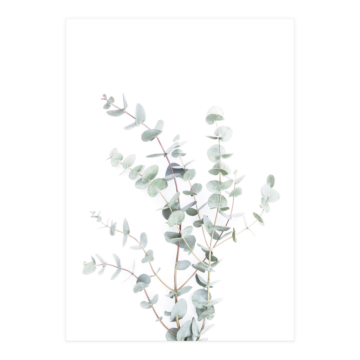 Eucalyptus Branch (Print Only)
