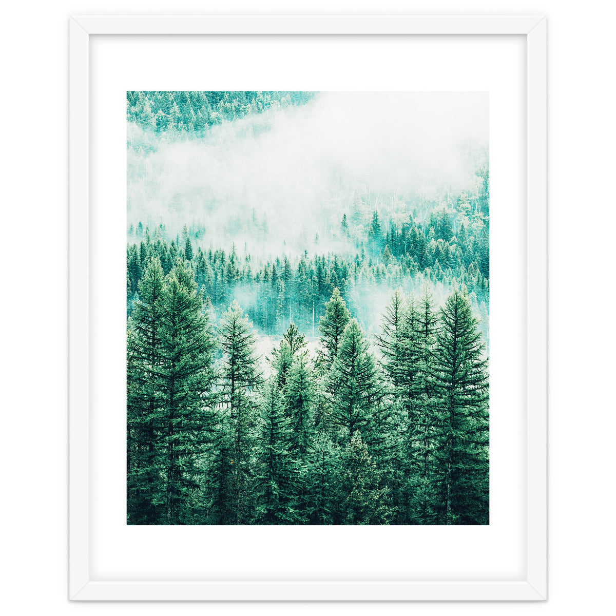 Forest And Fog