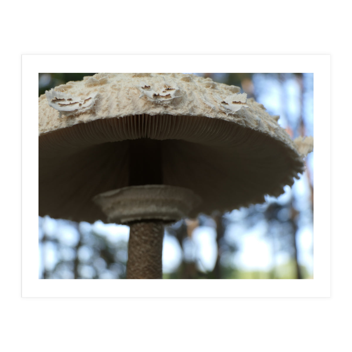 Shelter In The Woods (Print Only)