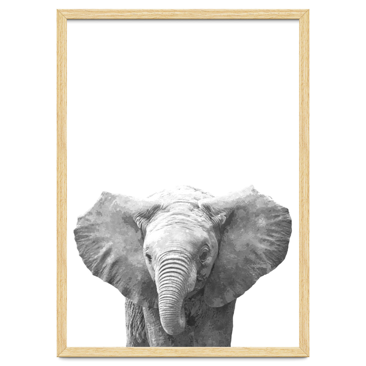 Black and White Baby Elephant