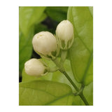 Jasmine Fragrance (Print Only) thumbnail