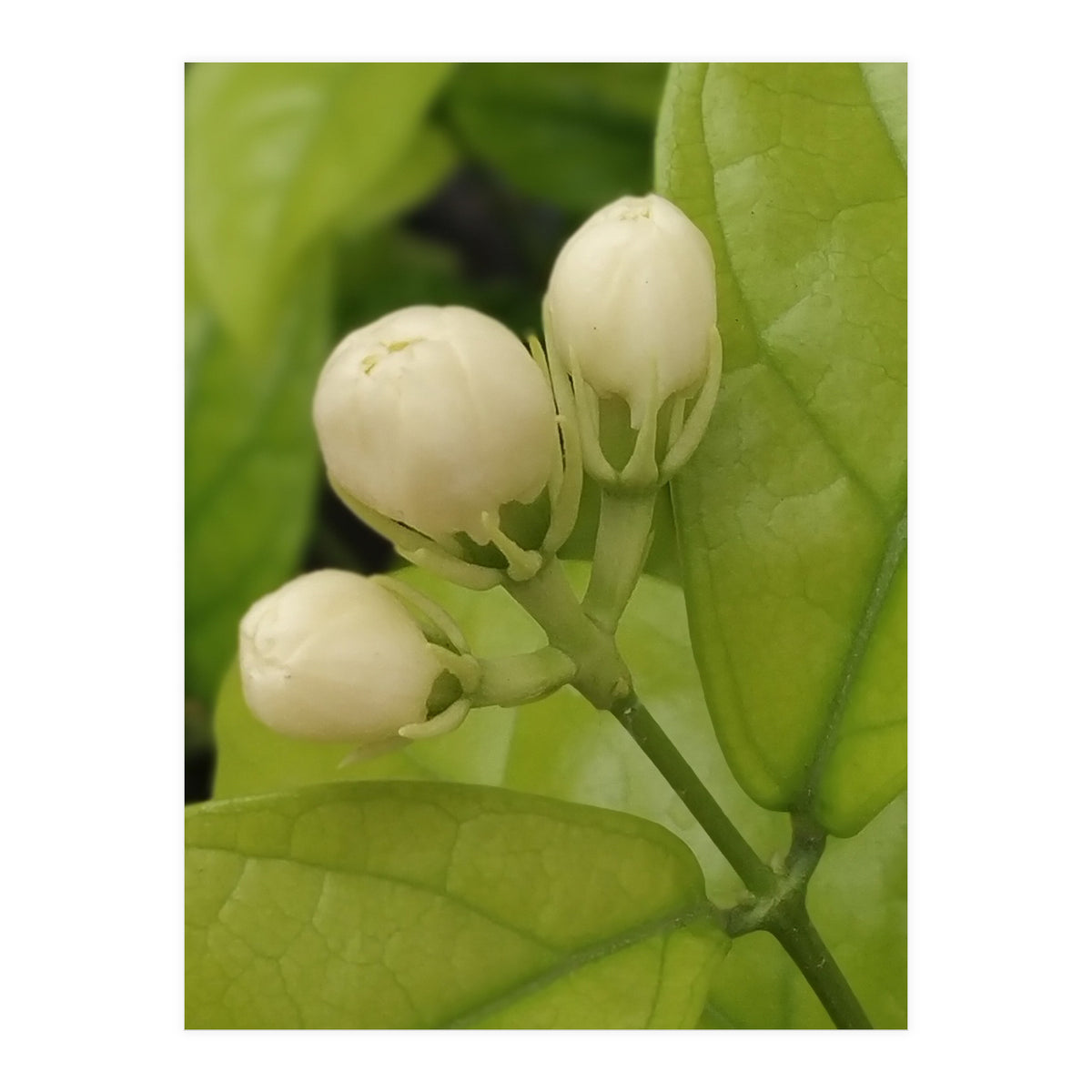 Jasmine Fragrance (Print Only)