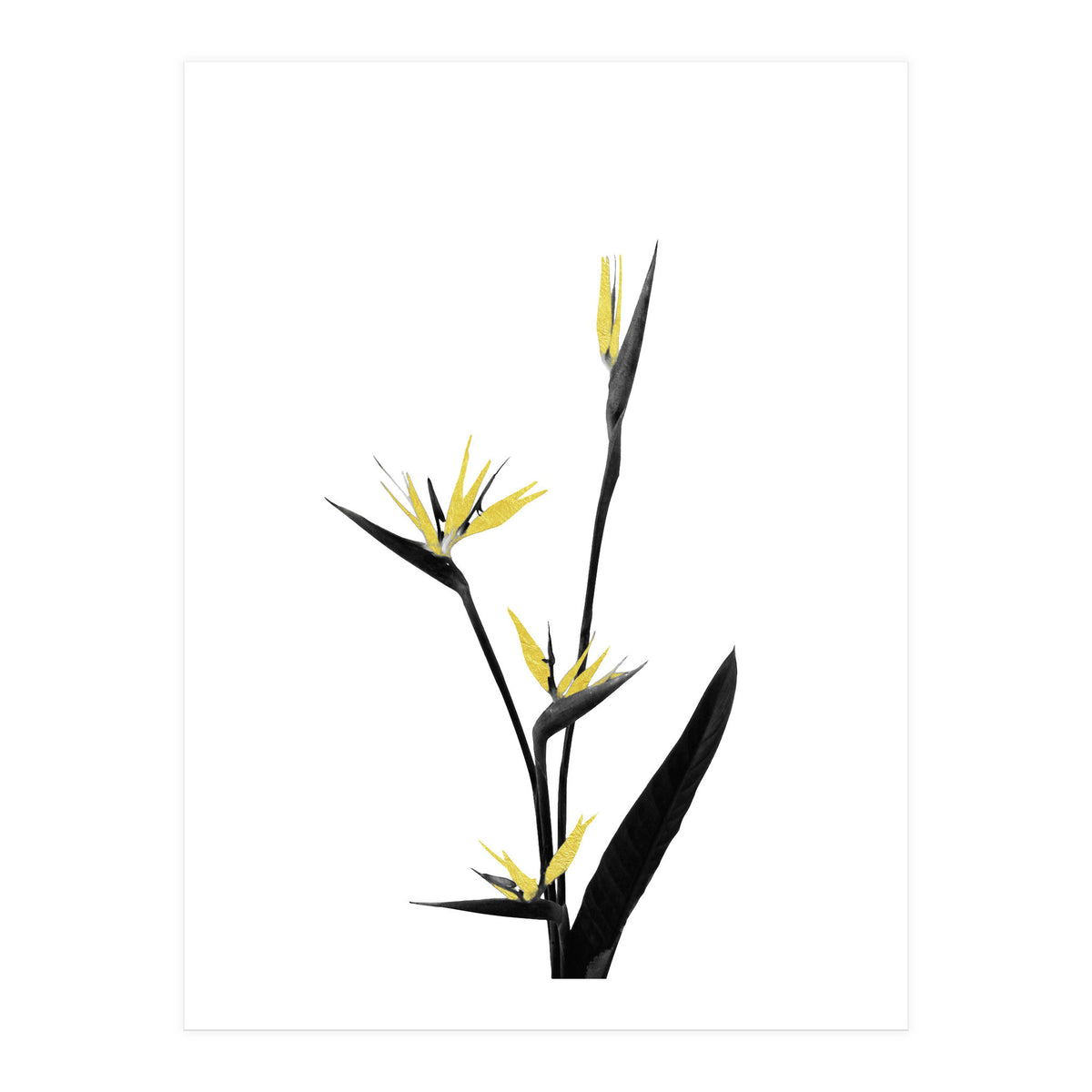 Flower Minimal Black And Gold 05 (Print Only)