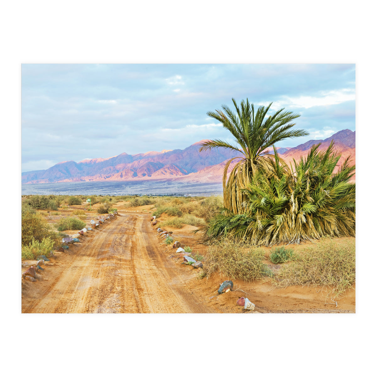 Joshua Tree (Print Only)