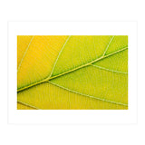 Autumn Leaf (Print Only) thumbnail
