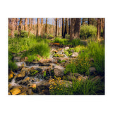 San Gorgonio Stream (Print Only) thumbnail