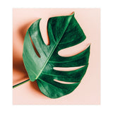 Monstera Shadow (Print Only) thumbnail