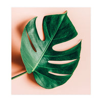 Monstera Shadow (Print Only)