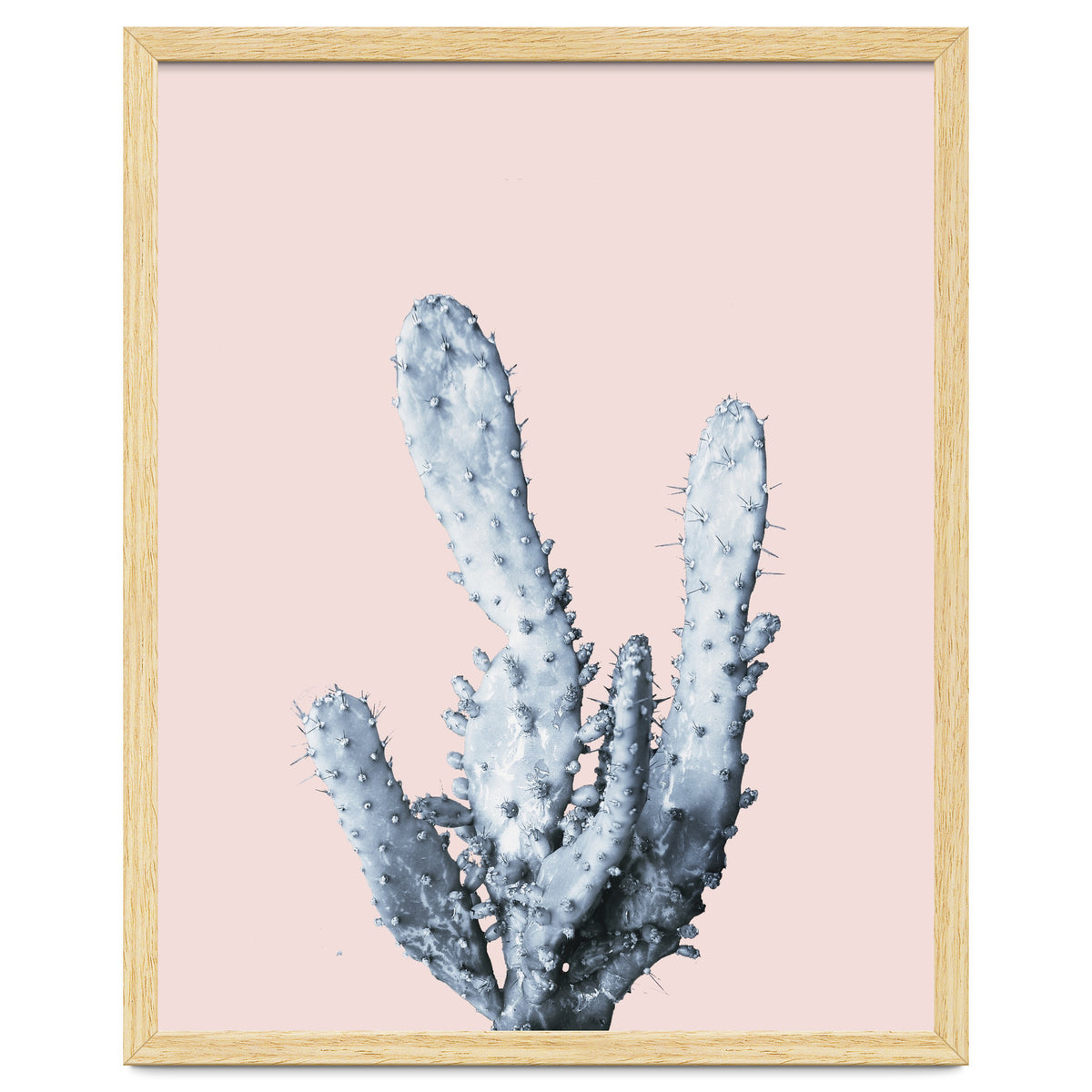 Cactus collection BL-I