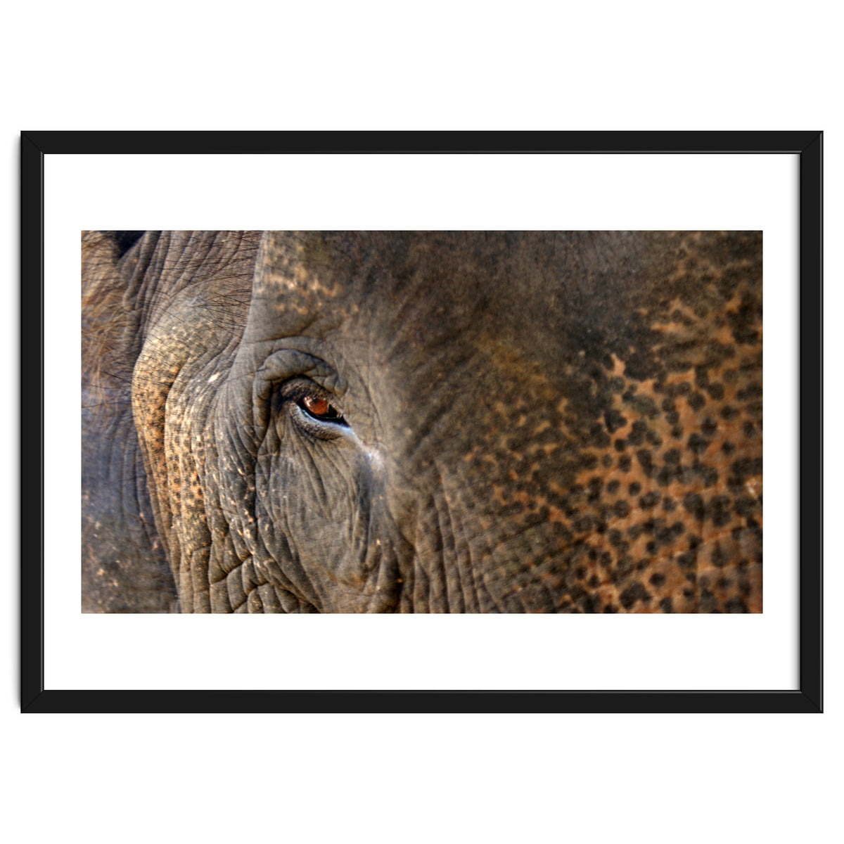 Face To Face - Elephant eye