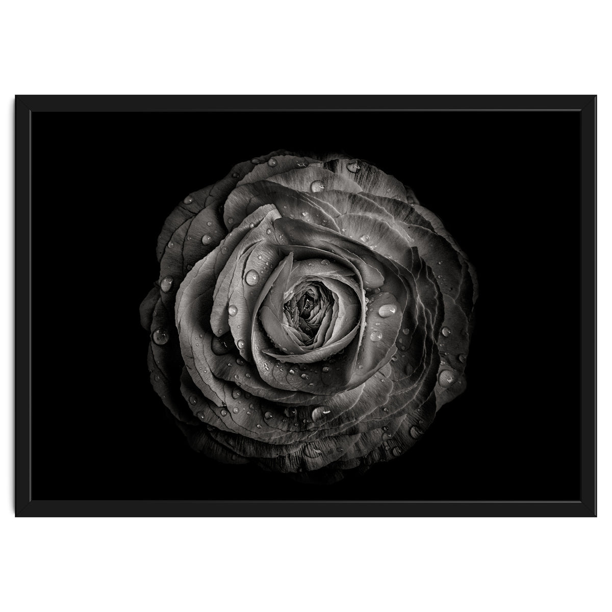 Backyard Flowers In Black And White 72