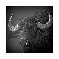 Water buffalo (Print Only)