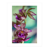 Orchidee Flower (Print Only) thumbnail