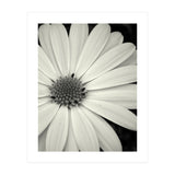 Simplicity  (Print Only) thumbnail