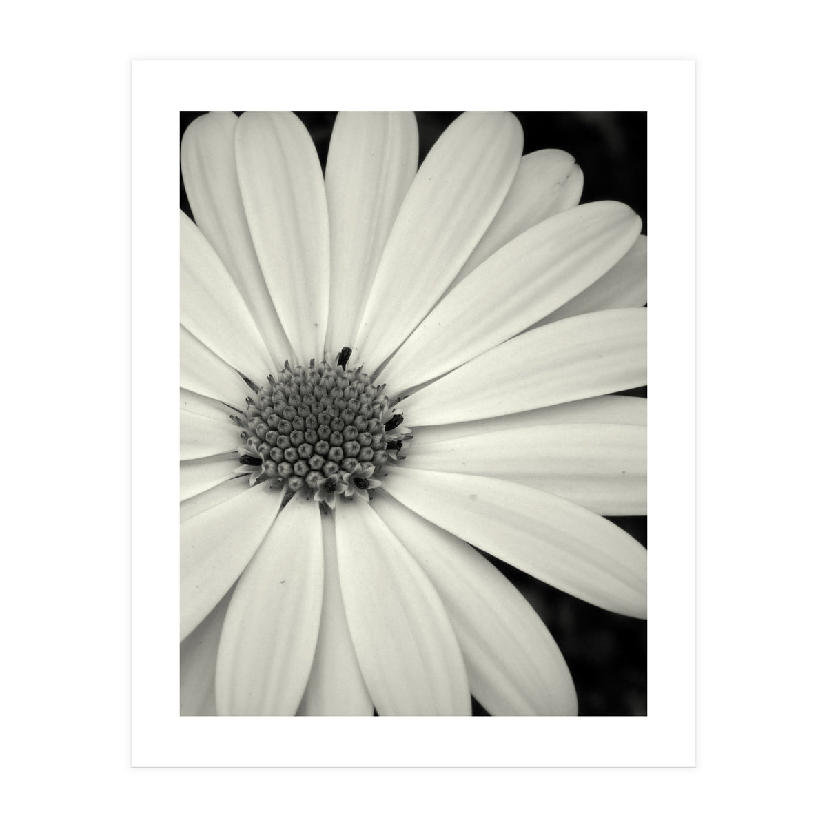 Simplicity  (Print Only)