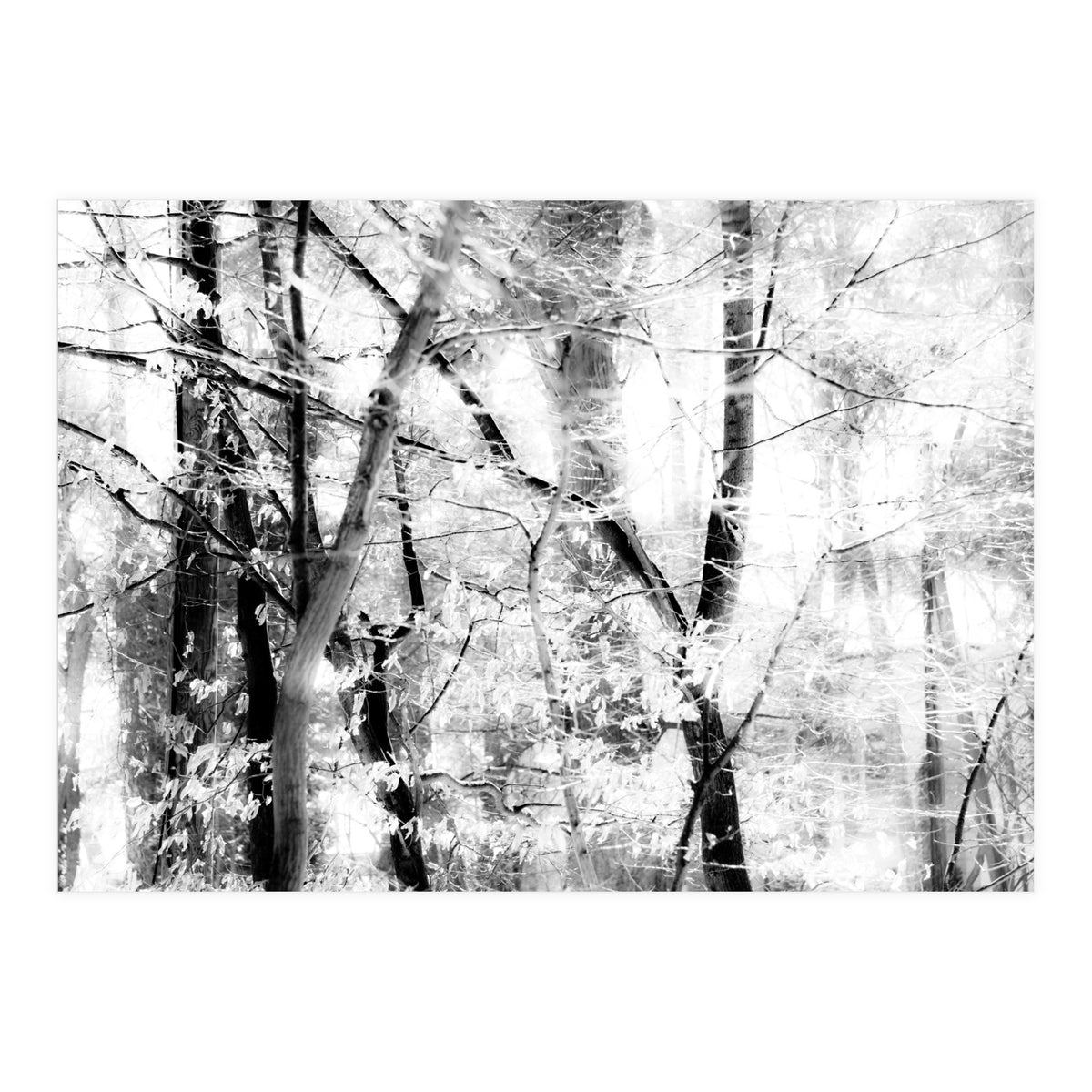 tree breeze (Print Only)