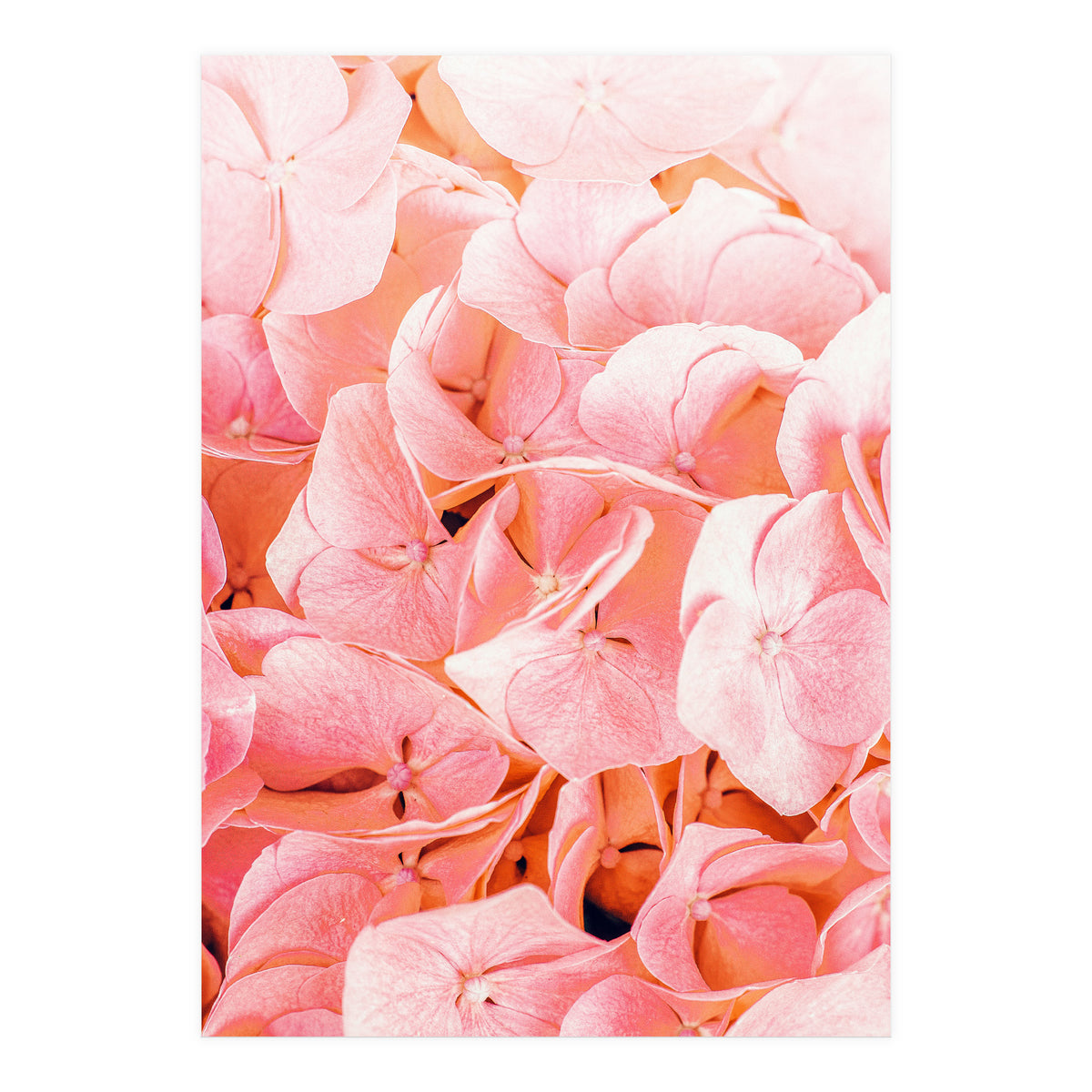 Blushing (Print Only)