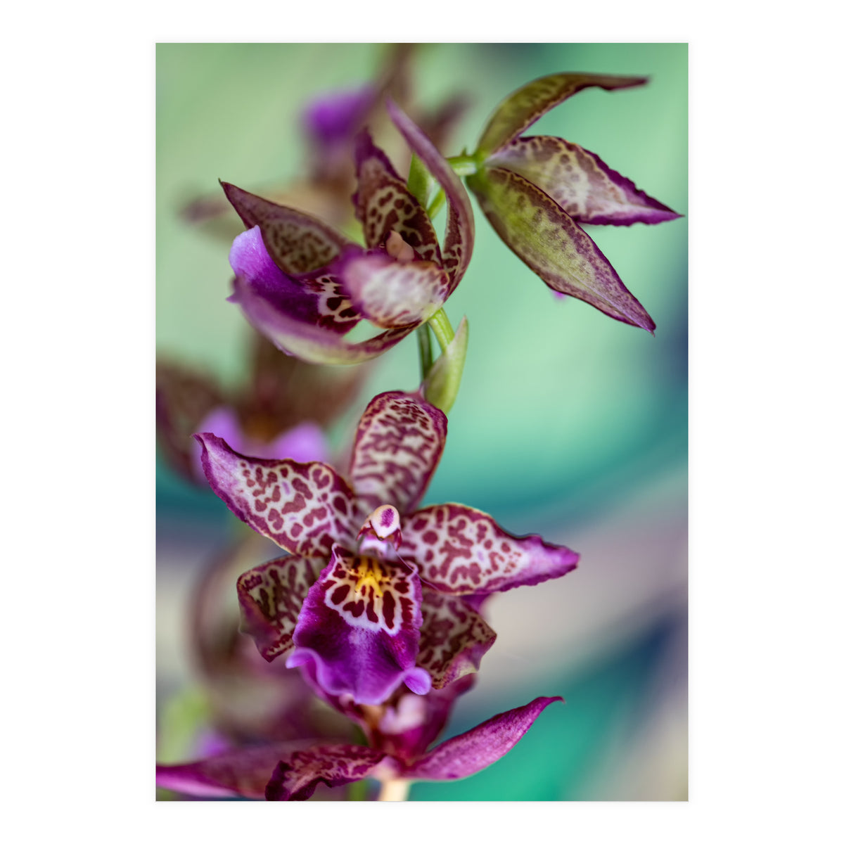 Orchidee Flower (Print Only)