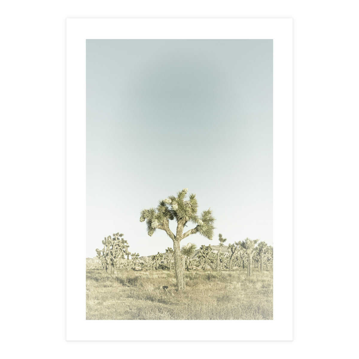 Vintage Joshua Tree  (Print Only)