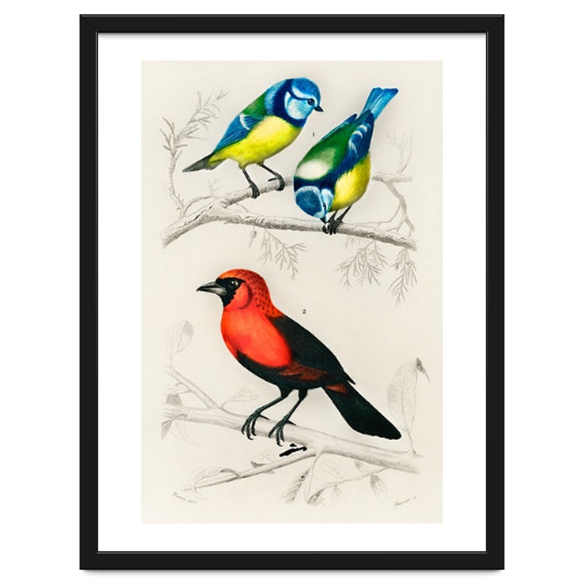 Different types of birds illustrated