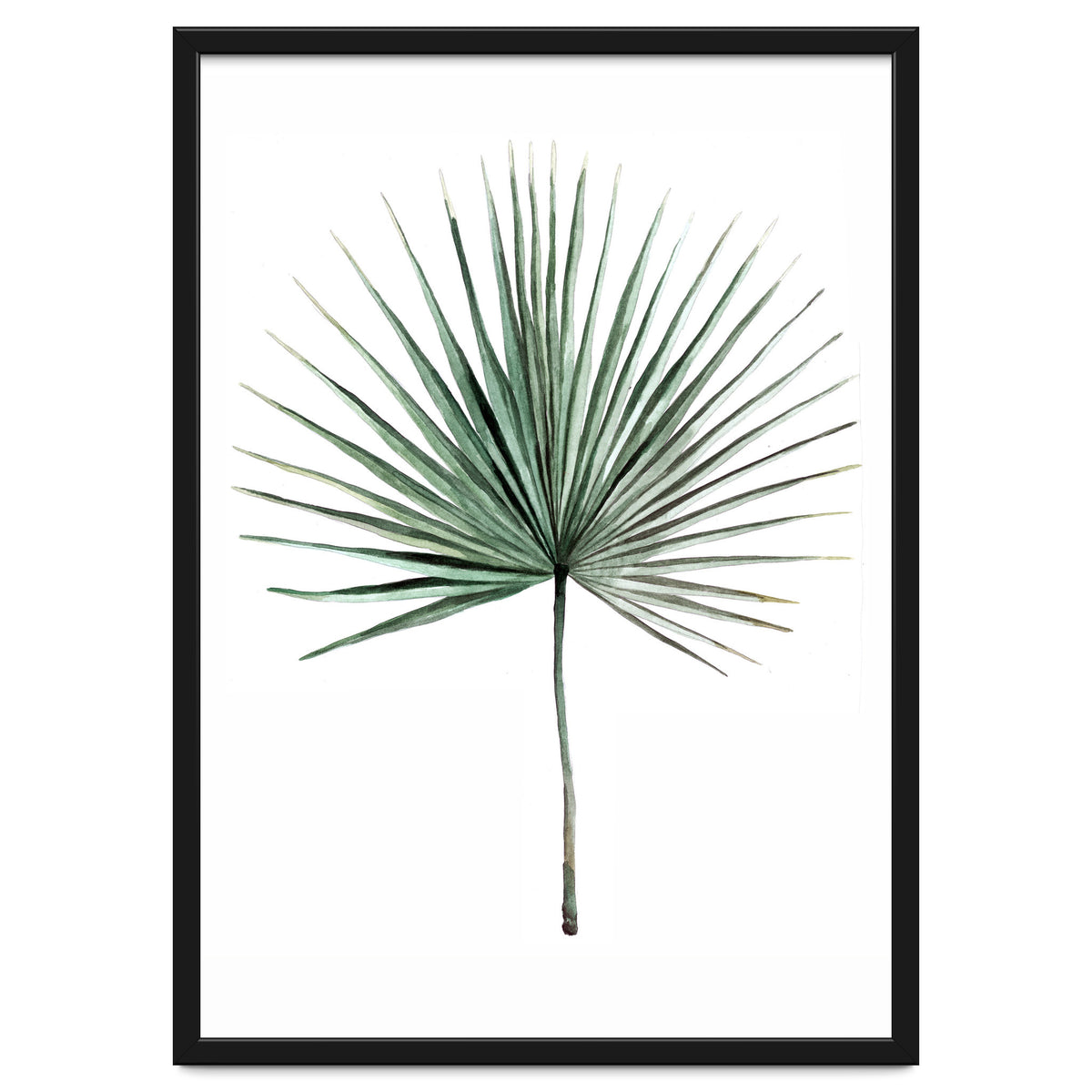 Botanical Illustration Fanpalm