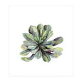 Botanical Illustration Succulent (Print Only) thumbnail