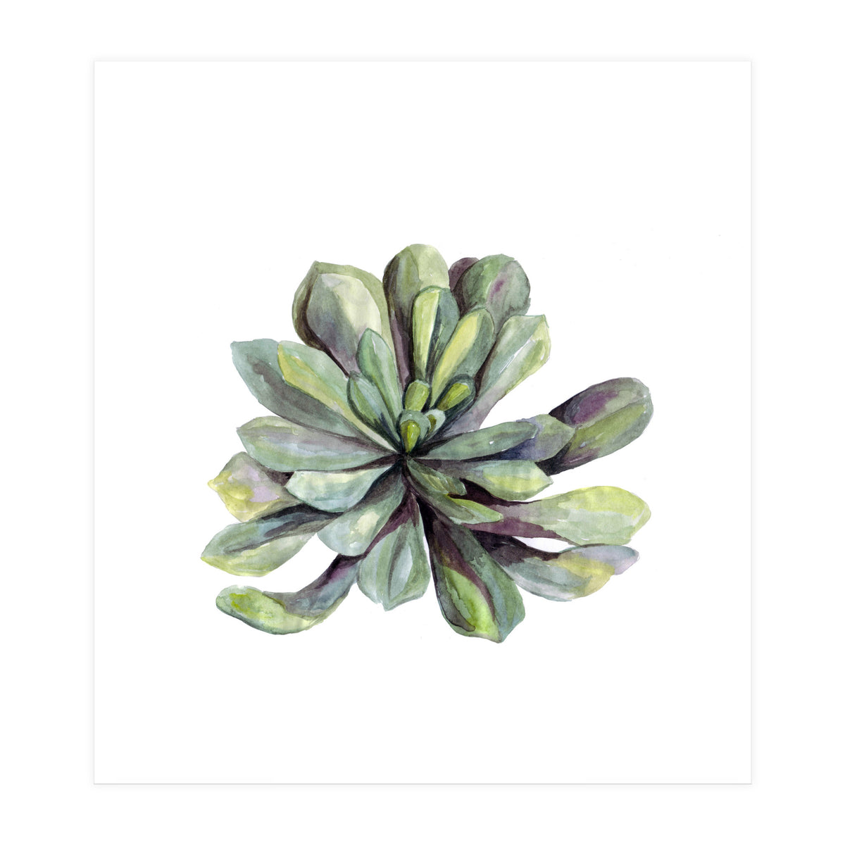 Botanical Illustration Succulent (Print Only)