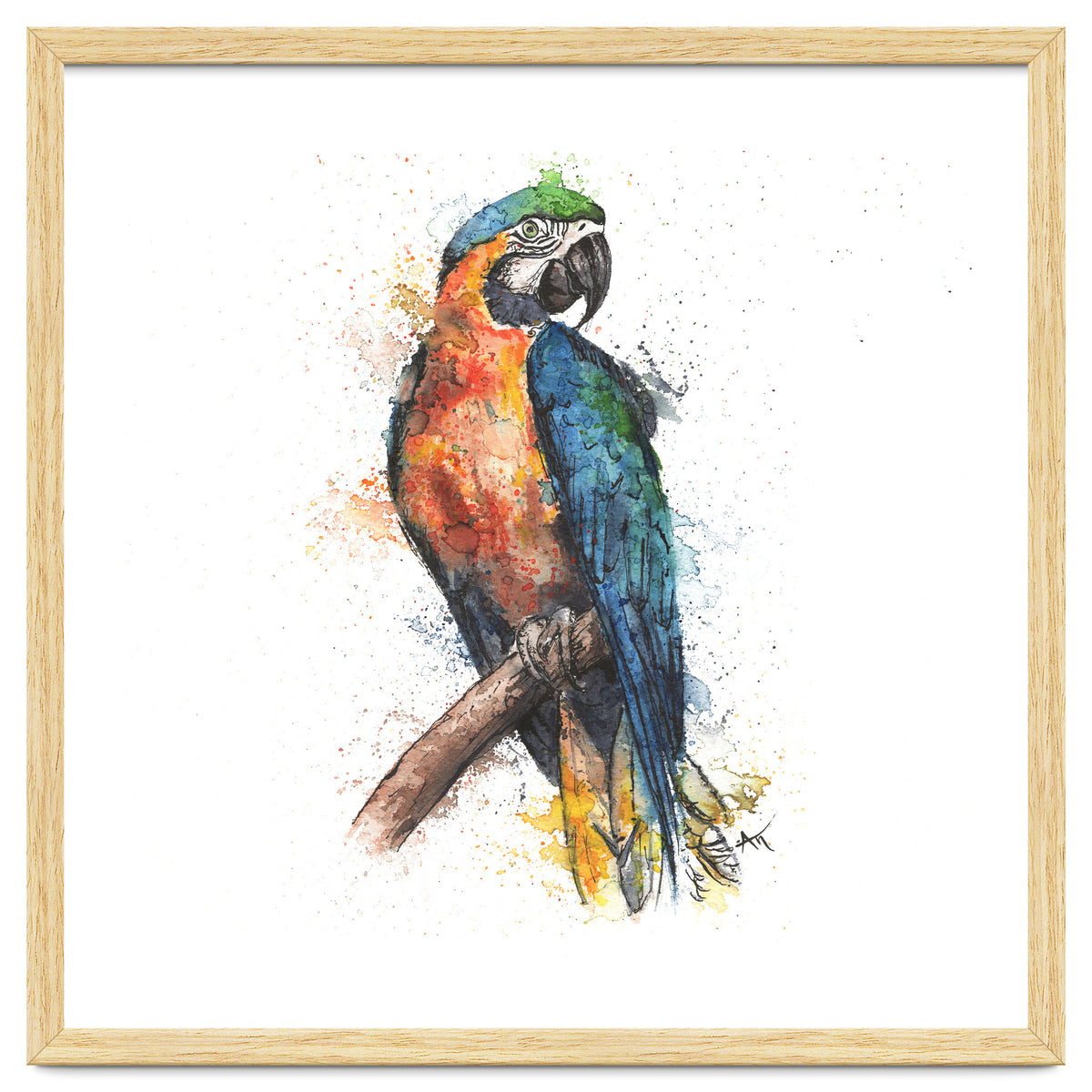 Parrot - Wildlife Collection