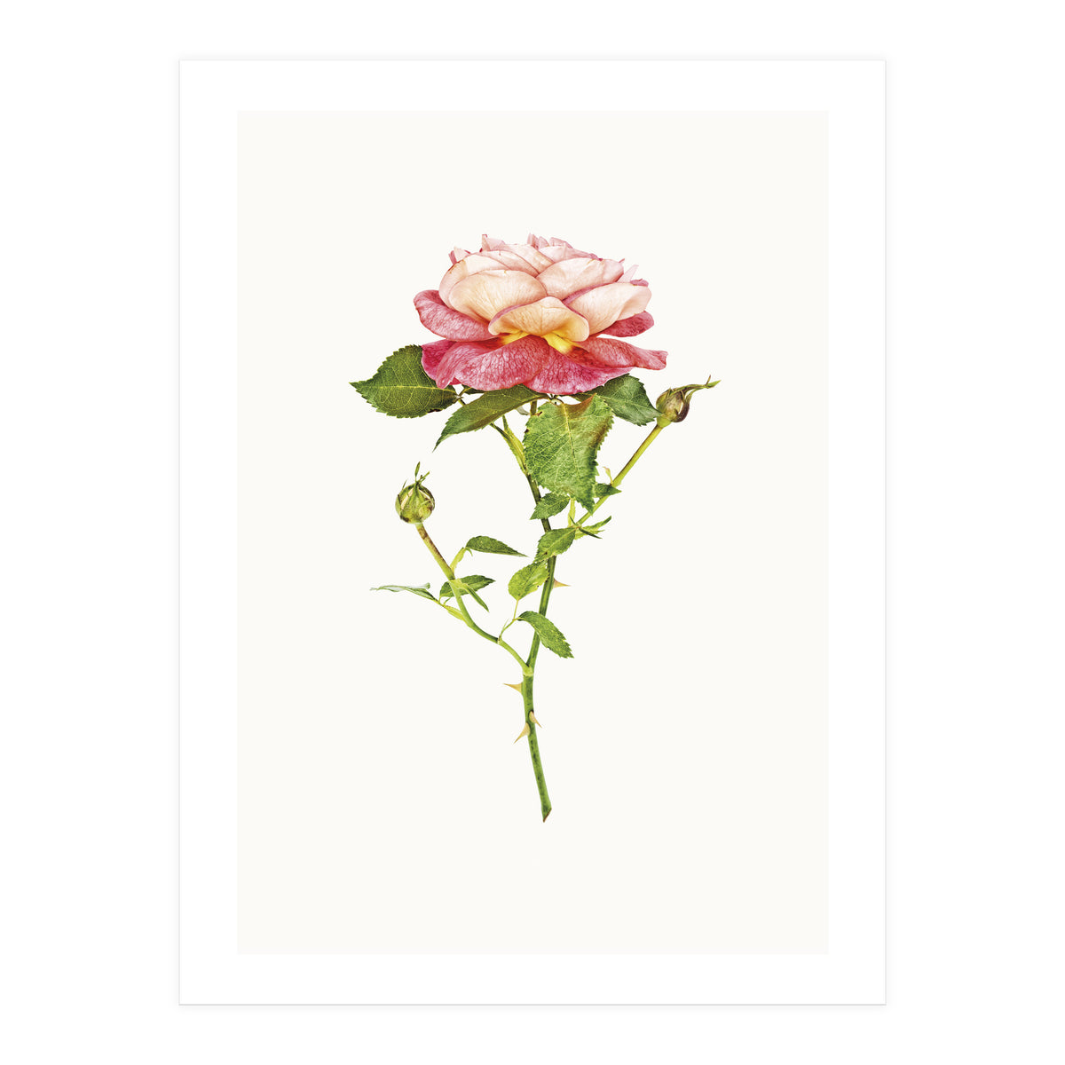 Cc Roses 03 (Print Only)