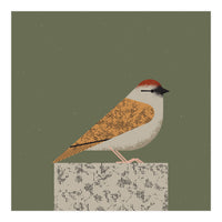Sparrow  (Print Only)