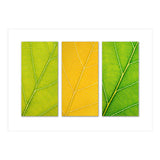 Autumn Leaves (Print Only) thumbnail