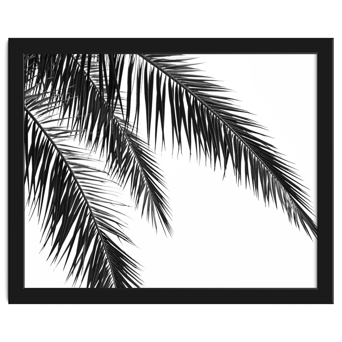 Palm Leaves