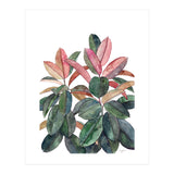 Rubber Plant (Print Only) thumbnail